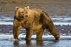 USA. Alaska. Coastal Brown Bear fishing for salmon at Silver Salmon Creek in Lake Clark NP USA. Alaska. Coastal Brown Bear fishing for salmon at Silver Salmon Creek in Lake Clark NP