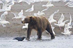 USA. Alaska. Coastal Brown Bear surrounded by Glacous-winged Gulls fishing for salmon USA. Alaska. Coastal Brown Bear surrounded by Glacous-winged Gulls fishing for salmon