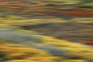 Images Dated 10th September 2003: USA, Alaska, Denali National Park. Colorful abstract blur of autumn tundra colors