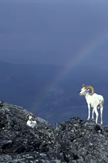 USA, Alaska, Denali National Park Two Dahl rams on rocky ridge, rainbow in distance USA, Alaska, Denali National Park Two Dahl rams on rocky ridge, rainbow in distance