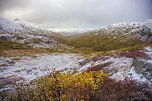 USA, Alaska. Fall colors in Denali National Park with snow dusting the landscape at USA, Alaska. Fall colors in Denali National Park with snow dusting the landscape at