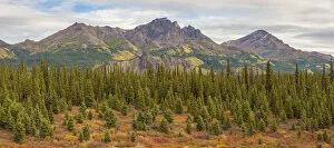 USA, Alaska. Fall colors near Denali National Park