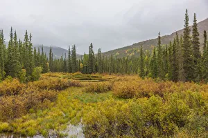 USA, Alaska. Fall colors in the tundra on the Dalton Highway to Prudhoe Bay on the North USA, Alaska. Fall colors in the tundra on the Dalton Highway to Prudhoe Bay on the North
