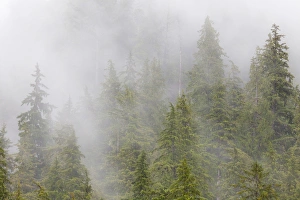 USA, Alaska. Fog in spruce and hemlock forest near Martin Creek USA, Alaska. Fog in spruce and hemlock forest near Martin Creek