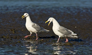 USA. Alaska. Glacous-winged Gulls at Silver Salmon Creek in Lake Clark NP USA. Alaska. Glacous-winged Gulls at Silver Salmon Creek in Lake Clark NP