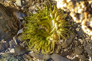 USA, Alaska. A green and yellow moon glow anemone in a tidepool USA, Alaska. A green and yellow moon glow anemone in a tidepool