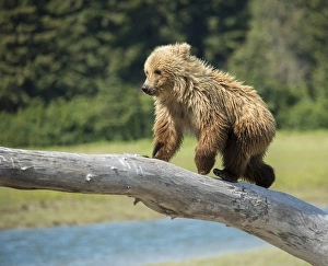 <b class=qtipBold><figcaption>USA, Alaska, Grizzly Bear Cub</figcaption></b><br><em>© George Theodore / DanitaDelimont.com</em> USA, Alaska, Grizzly Bear Cub