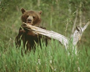 USA, Alaska. Grizzly bear licks dead tree branch USA, Alaska. Grizzly bear licks dead tree branch
