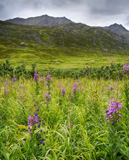 USA, Alaska, Hatchers Pass, fireweed in bloom USA, Alaska, Hatchers Pass, fireweed in bloom