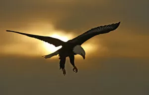 Images Dated 10th March 2006: USA, Alaska, Homer. Bald eagle in preparing to land silhouetted by sun and clouds