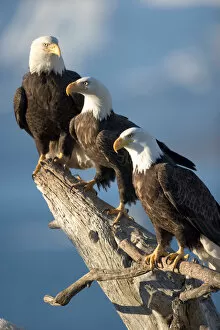 Images Dated 19th March 2005: USA, Alaska, Homer, Bald Eagles (Haliaeetus leucocephalus) roost on driftwood perch