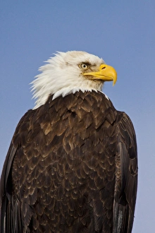 USA; Alaska; Homer; Eagle Portriat in Morning Light USA; Alaska; Homer; Eagle Portriat in Morning Light