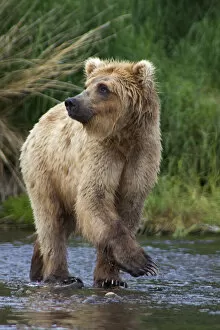 USA, Alaska, Katmai. Blonde grizzly bear in river