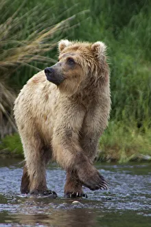 USA, Alaska, Katmai. Blonde grizzly bear in river USA, Alaska, Katmai. Blonde grizzly bear in river
