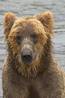 USA, Alaska, Katmai. Wet grizzly bear face