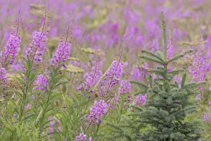 USA, Alaska, Kenai Peninsula, Valdez. Spruce sapling and fireweed flowers. Credit as USA, Alaska, Kenai Peninsula, Valdez. Spruce sapling and fireweed flowers. Credit as