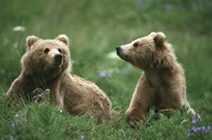 U.S.A. Alaska, Kodiak Two sub-adult brown bears in grass and purple flowers