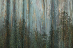 USA, Alaska, Misty Fiords National Monument. Collage abstract of trees and forest USA, Alaska, Misty Fiords National Monument. Collage abstract of trees and forest