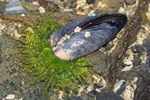 USA, Alaska. A moon glow anemone attempts to eat a blue muscle USA, Alaska. A moon glow anemone attempts to eat a blue muscle