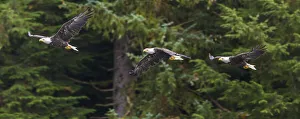 USA, Alaska. Multiple exposure of Bald Eagle feeding on the Chilkoot River near Haines USA, Alaska. Multiple exposure of Bald Eagle feeding on the Chilkoot River near Haines