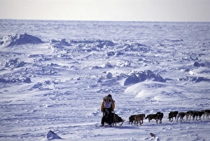 USA, Alaska. Musher sledding across Bering Sea ice near Nome USA, Alaska. Musher sledding across Bering Sea ice near Nome