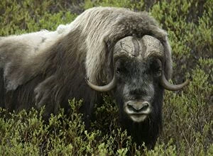 Images Dated 12th June 2003: USA, Alaska, Nome. Close-up of musk ox standing in bushes. Credit as: Arthur Morris