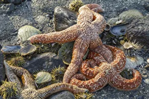 USA, Alaska. Orange mottled sea stars and green sea urchins on the beach at low tide USA, Alaska. Orange mottled sea stars and green sea urchins on the beach at low tide