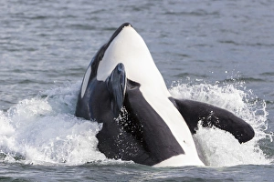 USA, Alaska. Orca whale breaching. Credit as: Don Paulson / Jaynes Gallery USA, Alaska. Orca whale breaching. Credit as: Don Paulson / Jaynes Gallery