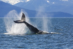 USA, Alaska. Orca whale, tail lobbing. Credit as: Don Paulson / Jaynes Gallery / DanitaDelimont USA, Alaska. Orca whale, tail lobbing. Credit as: Don Paulson / Jaynes Gallery / DanitaDelimont