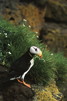 USA, Alaska, Pribilof Island, St. Paul Island, Horned Puffin on rock, close-up USA, Alaska, Pribilof Island, St. Paul Island, Horned Puffin on rock, close-up