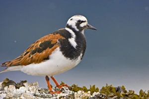 USA, Alaska, Ruddy Turnstone, breeding plumage USA, Alaska, Ruddy Turnstone, breeding plumage
