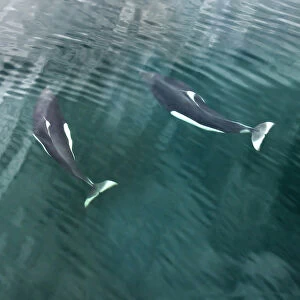 Images Dated 29th July 2012: USA, Alaska, Seymore Canal. Two Dalls porpoises swimming near ocean surface