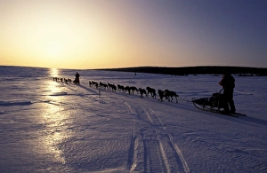 USA, Alaska. Sledders racing along Iditarod trail towrds Elim USA, Alaska. Sledders racing along Iditarod trail towrds Elim
