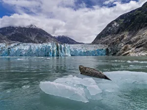 USA, Alaska, South Sawyer - Fords Terror Wilderness, Aerial view of Harbor Seal resting USA, Alaska, South Sawyer - Fords Terror Wilderness, Aerial view of Harbor Seal resting
