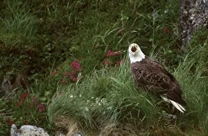 Images Dated 16th December 2003: U.S.A. Alaska, Unalaska Island Bald eagle (Haliaeetus leucocephalus)