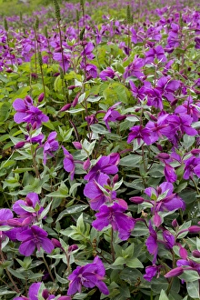 USA, Alaska, Upper Willow Creek. River beauty flower scenic USA, Alaska, Upper Willow Creek. River beauty flower scenic