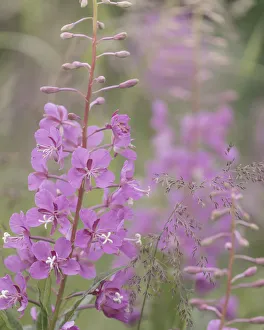 USA, Alaska, Valdez. Close-up of fireweed flowers USA, Alaska, Valdez. Close-up of fireweed flowers