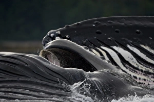 USA, Alaska, Detail of Ventral Pleats in throat of Humpback Whale (Megaptera novaengliae) USA, Alaska, Detail of Ventral Pleats in throat of Humpback Whale (Megaptera novaengliae)