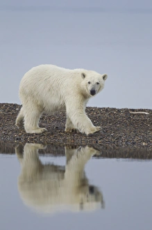 USA, Alaska. Wet polar bear walking along rocky shore in Denali National Park USA, Alaska. Wet polar bear walking along rocky shore in Denali National Park