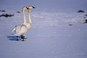 USA, Alaska, whistling swan adults, central Arctic coastal plain. North Slope of USA, Alaska, whistling swan adults, central Arctic coastal plain. North Slope of