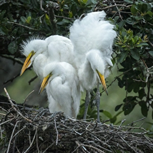 USA, Alligator Farm Zoological Park, St. Augustine, Florida USA, Alligator Farm Zoological Park, St. Augustine, Florida