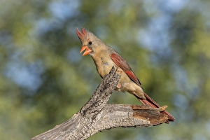 USA, Arizona, Amado. Female cardinal on branch USA, Arizona, Amado. Female cardinal on branch