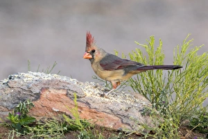 USA, Arizona, Amado. Female cardinal perched on rock