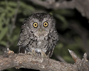 USA, Arizona, Amado, Madera Canyon. Close-up of whiskered screech owl. Credit as USA, Arizona, Amado, Madera Canyon. Close-up of whiskered screech owl. Credit as