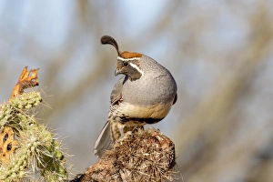 USA, Arizona, Amado. Male Gambels quail close-up USA, Arizona, Amado. Male Gambels quail close-up