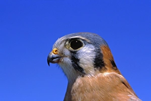 USA, Arizona. The American Kestral is an adaptable little falcon measuring between 9 USA, Arizona. The American Kestral is an adaptable little falcon measuring between 9