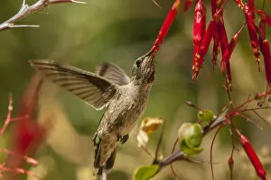 Hummingbird Gallery: USA, Arizona, Arizona-Sonora Desert Museum. Female Annas hummingbird feeding