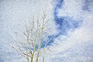 USA, Arizona. Aspen tree abstract in winter USA, Arizona. Aspen tree abstract in winter