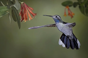 USA, Arizona. A blue-throated hummingbird hovering by some Honeysuckle blooms. Credit as USA, Arizona. A blue-throated hummingbird hovering by some Honeysuckle blooms. Credit as