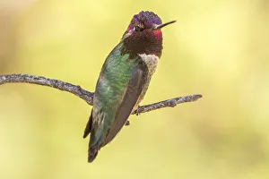 USA, Arizona, Boyce Thompson Arboretum State Park. Male Annas hummingbird displaying on limb USA, Arizona, Boyce Thompson Arboretum State Park. Male Annas hummingbird displaying on limb